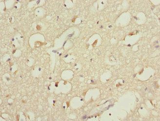 CYP4B1 Antibody
