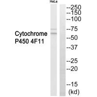 CYP4F11 antibody