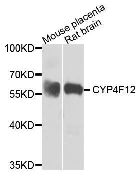 CYP4F12 antibody