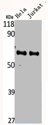 CYP4F2 antibody