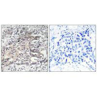 CYP4X1 Antibody