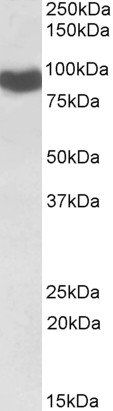 CYPOR antibody