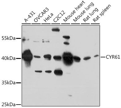 CYR61 antibody