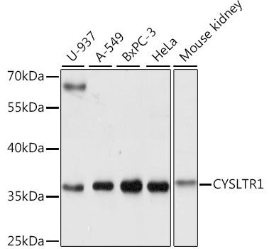 CYSLTR1 antibody