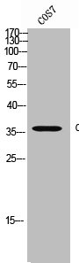 CYSLTR1 Antibody