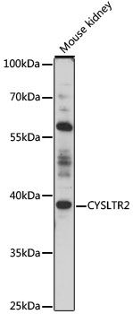 CYSLTR2 antibody