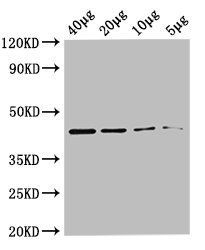 Cystathionine beta-lyase metC antibody (Biotin)