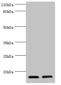 CST3 Antibody