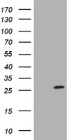 Cystatin S (CST4) antibody