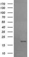 Cystatin S (CST4) antibody
