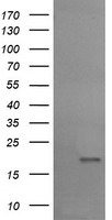 Cystatin S Antibody