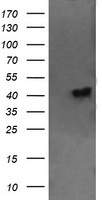 Cystatin SA (CST2) antibody