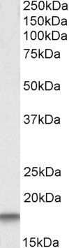 Goat anti-Cystatin 3 (mouse) Antibody