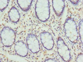 CYTH2 Antibody