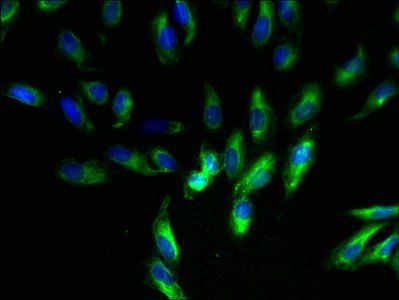 UQCR11 Antibody