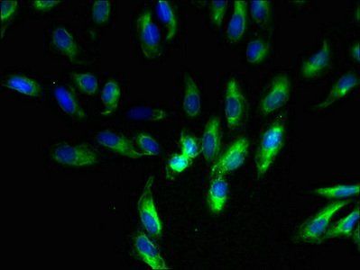 Cytochrome b-c1 complex subunit 10 antibody