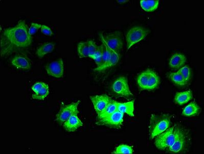 COX5B Antibody