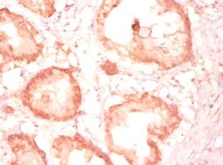 CYC1 Antibody
