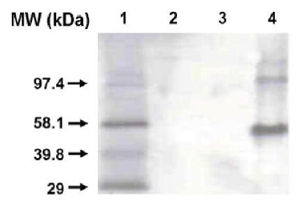 Cytochrome P450 1A2 antibody