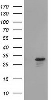Cytochrome P450 1A2 Antibody