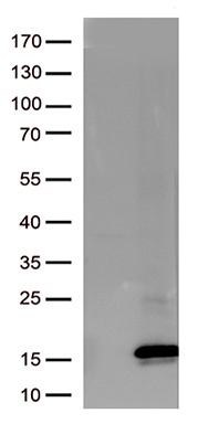 Cytochrome P450 26B (CYP26B1) antibody