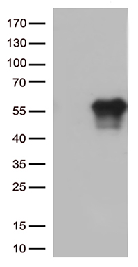 Cytochrome P450 26B (CYP26B1) antibody