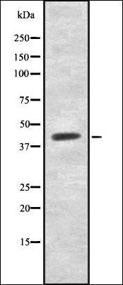 Cytochrome P450 27C1 antibody