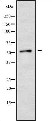 Cytochrome P450 2A6/7/13 antibody