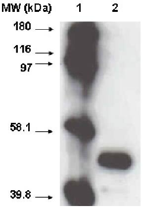 Cytochrome P450 2A6 antibody