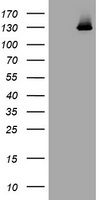 Cytochrome P450 2A6 (CYP2A6) antibody