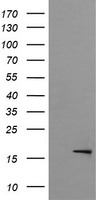 Cytochrome P450 2B6 (CYP2B6) antibody