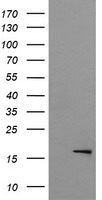 Cytochrome P450 2B6 Antibody