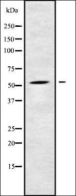 Cytochrome P450 2C9 antibody
