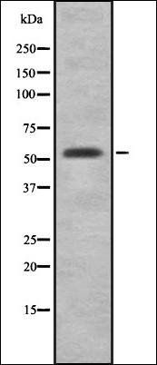 Cytochrome P450 2F1 antibody