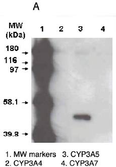 Cytochrome P450 3A5 antibody