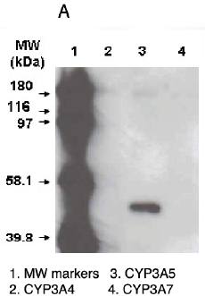 Mouse anti Human Cytochrome P450 3A5