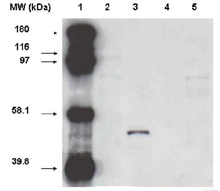 Cytochrome P450 3A7 antibody