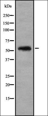 Cytochrome P450 46A1 antibody