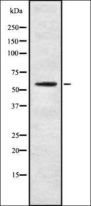 Cytochrome P450 4F3 antibody
