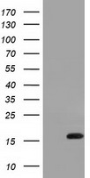 Cytochrome P450 Reductase (POR) antibody