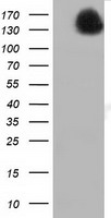Cytochrome P450 Reductase (POR) antibody