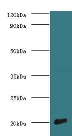 Cytochrome c oxidase subunit 4 isoform 1, mitochondrial antibody (Biotin)