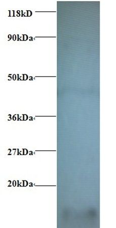 COX6A1 Antibody