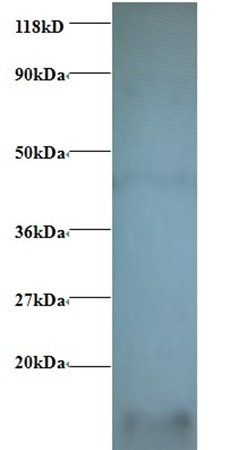 Cytochrome C antibody