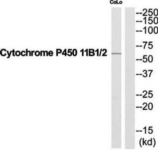 Cytochrome P450 11B1/2 antibody