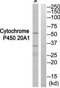 Cytochrome P450 20A1 antibody