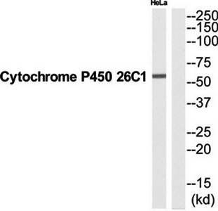 Cytochrome P450 26C1 antibody