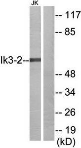 Cytochrome P450 27A1 antibody