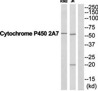 Cytochrome P450 2A7