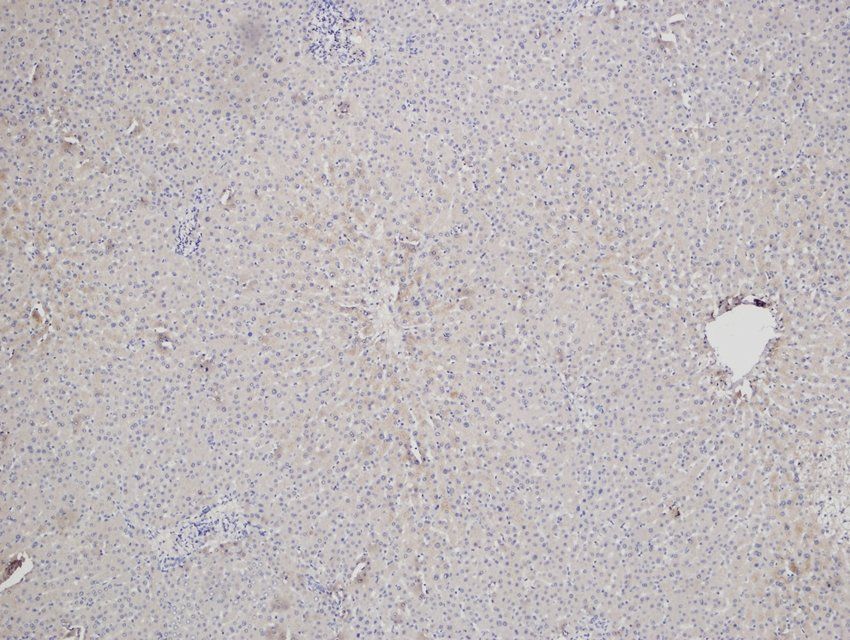 Cytochrome P450 2B1 Rabbit Polyclonal Antibody